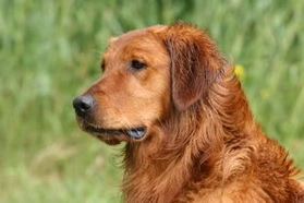 Copper sales golden retriever